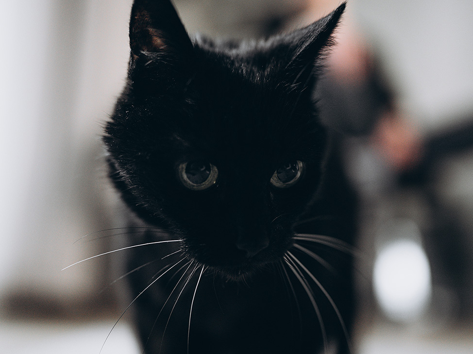 Die schwarze Katze Brie mit ihren weißen Schnurrhaaren und großen grünen Augen. Im Hintergrund verschwommen das Atelier.